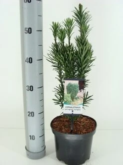 Knoptaxus (Cephalotaxus Harringtonia 'Fastigiata') -PlantenPracht Winkel cephalotaxus harr. fastigiata winter c3 m