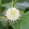 Kogelbloem (Cephalanthus Occidentalis) -PlantenPracht Winkel cepharanthus occidentalis 2 1