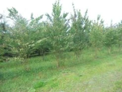 Katsoera Als Struik (Cercidiphyllum Japonicum) -PlantenPracht Winkel cercidiphyllum jap 300 400 1