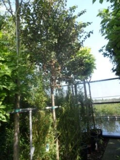 Katsoera Als Boom (Cercidiphyllum Japonicum) 11 Katsoera Als Boom (Cercidiphyllum Japonicum) -PlantenPracht Winkel cercidiphyllum japonicum 18 20ho cont