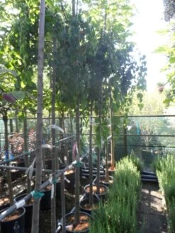 Katsoera (Cercidiphyllum Japonicum 'Pendulum') -PlantenPracht Winkel cercidiphyllum japonicum pendulum 8 10ho cont