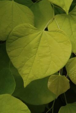 Judasboom Als Struik (Cercis Canadensis) 5 Judasboom Als Struik (Cercis Canadensis) -PlantenPracht Winkel cercis canadensis01 2