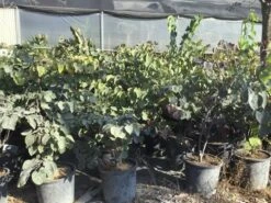 Judasboom Als Struik (Cercis Canadensis 'Forest Pansy') -PlantenPracht Winkel cercis canadensis forest pansy 100 125 cm 2