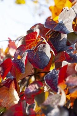 Treur Judasboom (Cercis Canadensis 'Ruby Falls') -PlantenPracht Winkel cercis canadensis ruby falls02 2