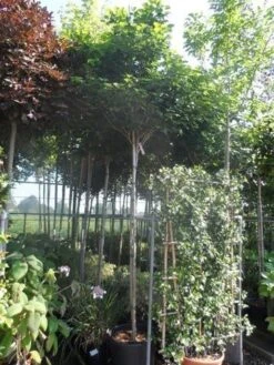 Chinese Judasboom (Cercis Chinensis 'Avondale') 18 Chinese Judasboom (Cercis Chinensis 'Avondale') -PlantenPracht Winkel cercis chinensis avondale 10 12 14ho cont