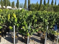 Chinese Judasboom (Cercis Chinensis 'Avondale') -PlantenPracht Winkel cercis chinensis avondale 100 125 c18 1