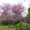 Judasboom Als Struik (Cercis Siliquastrum) -PlantenPracht Winkel cercis siliquastrum01 1 3