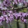 Judasboom (Cercis Siliquastrum) -PlantenPracht Winkel cercis siliquastrum 1 1