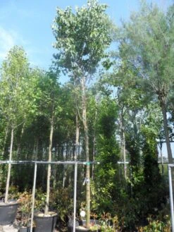 Judasboom (Cercis Siliquastrum) 16 Judasboom (Cercis Siliquastrum) -PlantenPracht Winkel cercis siliquastrum 18 20ho cont 2