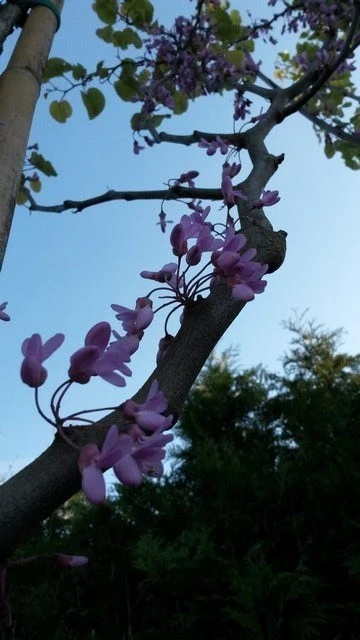 Judasboom (Cercis Siliquastrum) 4 Judasboom (Cercis Siliquastrum) - Afbeelding 2