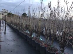 Chinese Judasboom (Cercis Chinensis 'Shirobana') -PlantenPracht Winkel cercisshirbana 2