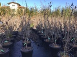 Chinese Judasboom (Cercis Chinensis 'Shirobana') -PlantenPracht Winkel cercisshirobana125 2