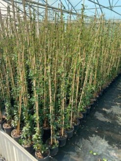 Toscaanse Jasmijn (Trachelospermum Jasminoides 'Winter Ruby') -PlantenPracht Winkel cf397af1 424c 440f b659 6b33d5eedf60