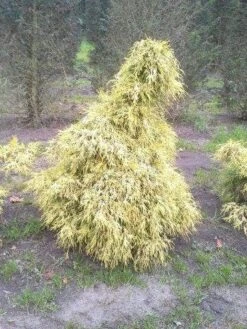 Cypres (Chamaecyparis Pisifera 'Filifera Aurea') -PlantenPracht Winkel cham l aurea