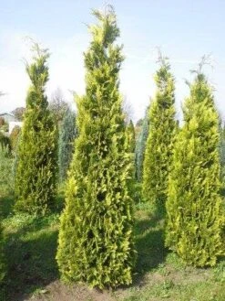 Gele Haagconifeer (Chamaecyparis Lawsoniana 'Ivonne') -PlantenPracht Winkel cham l ivonne 250 3001