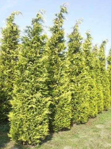 Gele Haagconifeer (Chamaecyparis Lawsoniana 'Ivonne') 5 Gele Haagconifeer (Chamaecyparis Lawsoniana 'Ivonne') - Afbeelding 3