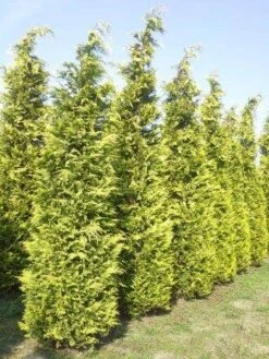 Gele Haagconifeer (Chamaecyparis Lawsoniana 'Ivonne') -PlantenPracht Winkel cham l ivonne 400 450 1
