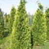 Gele Haagconifeer (Chamaecyparis Lawsoniana 'Stardust') -PlantenPracht Winkel cham stardust 250 1