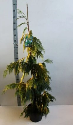 Cypres (Chamaecyparis Nootkatensis 'Pendula') -PlantenPracht Winkel chamacyparis n pendula 100 125 cm co. 10l b kopie 2