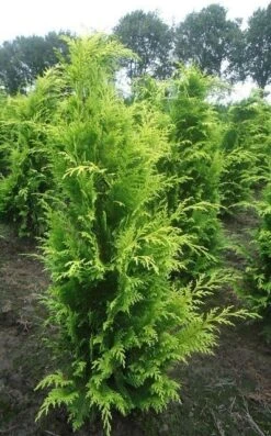 Gele Haagconifeer (Chamaecyparis Lawsoniana 'Stardust') -PlantenPracht Winkel chamacyparislstard100125vh