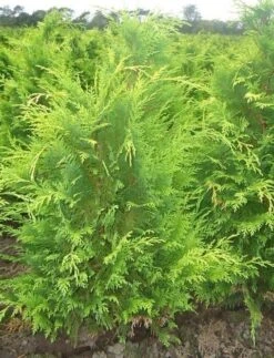 Gele Haagconifeer (Chamaecyparis Lawsoniana 'Stardust') -PlantenPracht Winkel chamacyparislstard60100jv