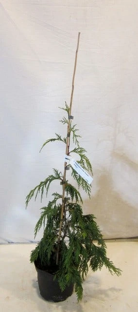 Cypres (Chamaecyparis Nootkatensis 'Pendula') 9 Cypres (Chamaecyparis Nootkatensis 'Pendula') - Afbeelding 7