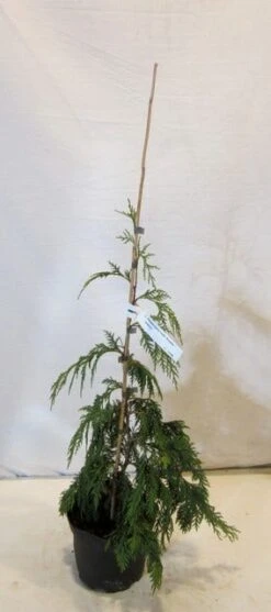 Cypres (Chamaecyparis Nootkatensis 'Pendula') -PlantenPracht Winkel chamacyparisnpendula050 060 3