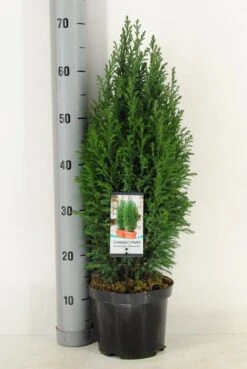 Cypres (Chamaecyparis Lawsoniana 'Ellwoodii') -PlantenPracht Winkel chamaecyparis law. ellwoodii c3 m
