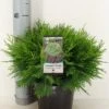 Dwergcipres (Chamaecyparis Lawsoniana 'Globosa') -PlantenPracht Winkel chamaecyparis law. globosa c3 m
