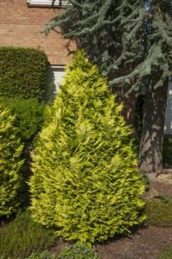 Gele Haagconifeer (Chamaecyparis Lawsoniana 'Ivonne') -PlantenPracht Winkel chamaecyparis law. ivonne