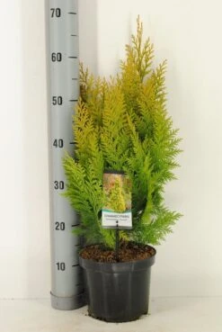 Gele Haagconifeer (Chamaecyparis Lawsoniana 'Ivonne') 23 Gele Haagconifeer (Chamaecyparis Lawsoniana 'Ivonne') -PlantenPracht Winkel chamaecyparis law. ivonne c3 m 1