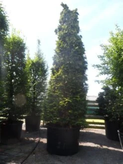 Gele Haagconifeer (Chamaecyparis Lawsoniana 'Ivonne') -PlantenPracht Winkel chamaecyparis lawsoniana ivonne 500 600 c750