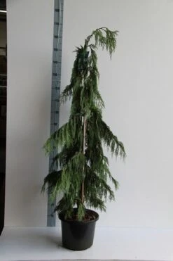 Cypres (Chamaecyparis Nootkatensis 'Pendula') -PlantenPracht Winkel chamaecyparis n. pendula 125 150 cm co. 12l v 3