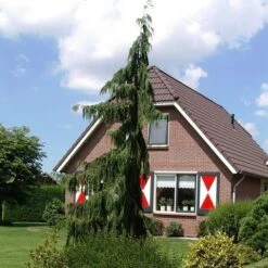 Cypres (Chamaecyparis Nootkatensis 'Pendula') -PlantenPracht Winkel chamaecyparis nootk. pendula