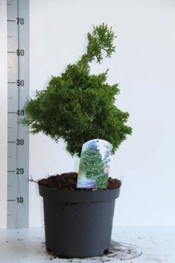 Dwergcypres (Chamaecyparis Obtusa 'Nana Gracilis') 10 Dwergcypres (Chamaecyparis Obtusa 'Nana Gracilis') -PlantenPracht Winkel chamaecyparis o nana gracilis 30 35 cm co. 7.5l v
