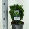 Gele Dwergconifeer (Chamaecyparis Obtusa 'Nana Aurea') -PlantenPracht Winkel chamaecyparis obt. nana aurea c3 m