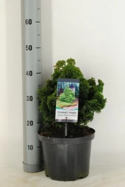 Dwergcypres (Chamaecyparis Obtusa 'Nana Gracilis') 12 Dwergcypres (Chamaecyparis Obtusa 'Nana Gracilis') -PlantenPracht Winkel chamaecyparis obt. nana gracilis c5 m