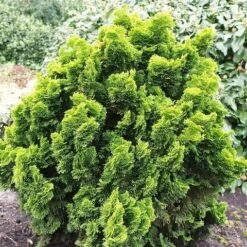 Gele Dwergconifeer (Chamaecyparis Obtusa 'Nana Aurea') -PlantenPracht Winkel chamaecyparis obtusa nana aurea