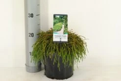 Cypres (Chamaecyparis Pisifera 'Filifera Nana') -PlantenPracht Winkel chamaecyparis pis. filifera nana c3 m 1 2