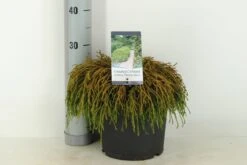 Cypres (Chamaecyparis Pisifera 'Filifera Nana') -PlantenPracht Winkel chamaecyparis pis. filifera nana c5 m 1 1