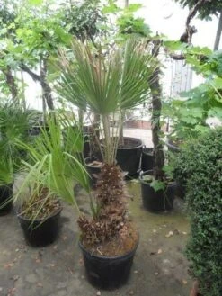 Dwergpalm (Chamaerops Humilis) -PlantenPracht Winkel chamaerops humilis 100 125 150 c70 1 1