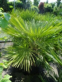 Dwergpalm (Chamaerops Humilis) -PlantenPracht Winkel chamaerops humilis 100 125 c50 2
