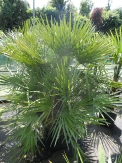 Dwergpalm (Chamaerops Humilis) -PlantenPracht Winkel chamaerops humilis 125 150 c70 1