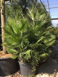 Dwergpalm (Chamaerops Humilis) -PlantenPracht Winkel chamaerops humilis 150175cm c130 2