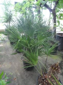 Dwergpalm (Chamaerops Humilis) -PlantenPracht Winkel chamaerops humilis 80 100 c35