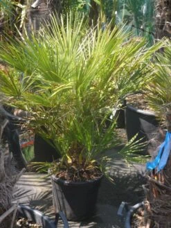Dwergpalm (Chamaerops Humilis) -PlantenPracht Winkel chamaerops humilis c20 60 80 2