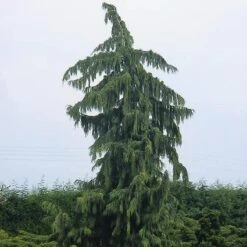 Cypres (Chamaecyparis Nootkatensis 'Pendula') -PlantenPracht Winkel chnpendu 4