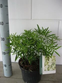 Choisya (Choisya 'Aztec Pearl') -PlantenPracht Winkel choisya aztec pearl c3 september