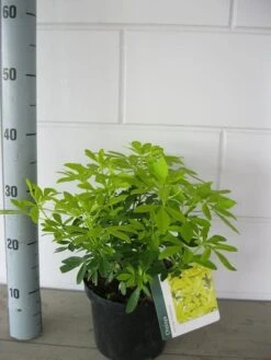 Choisya (Choisya Ternata 'Sundance') -PlantenPracht Winkel choisya sundance c3 september