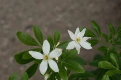 Choisya (Choisya Ternata) -PlantenPracht Winkel choisya ternata 1